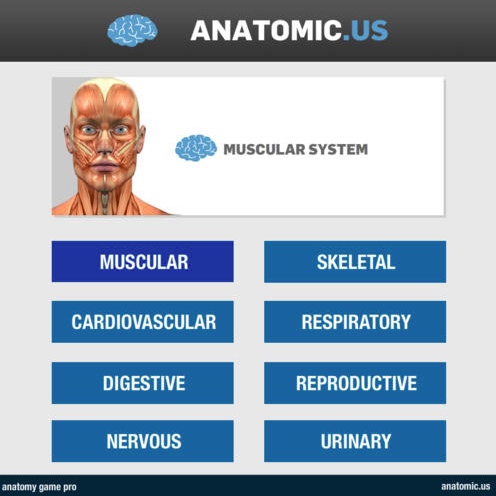 Anatomy Game Anatomicus 1.0 : Main window