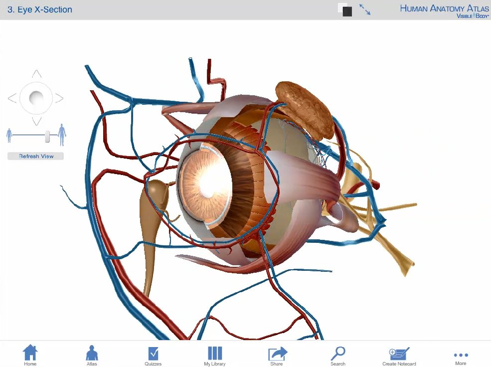 Human Anatomy Atlas 5.1 : Eye X- Section