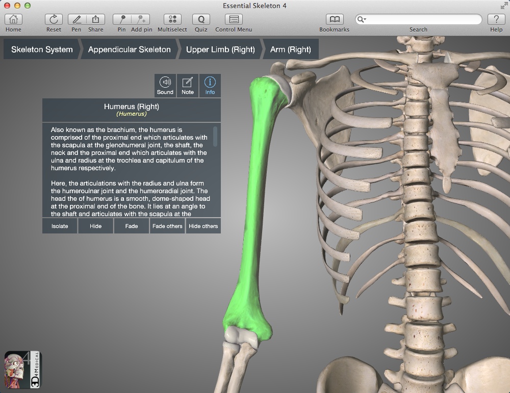 Essential Skeleton 4 4.1 : Checking Bone Info