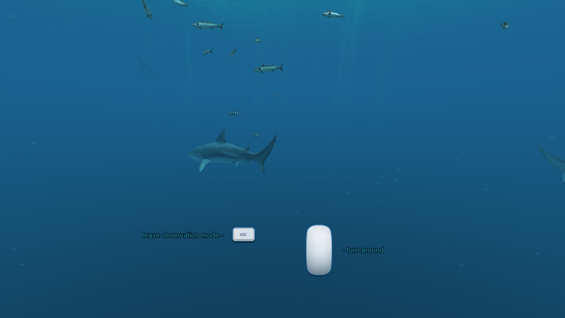 Sharks 3D 1.2 : Fullscreen Observation Mode