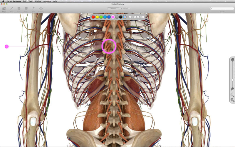 Pocket Anatomy 1.0 : Main Window
