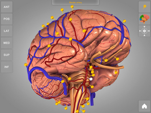 Brain 3D Atlas of Anatomy 1.0 : Main window