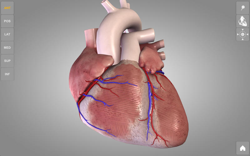 Heart3D Atlas of Anatomy 1.0 : Main window