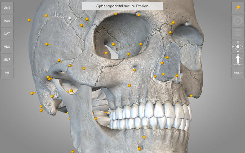 Skeletal System 3D Atlas of Anatomy 1.0 : Main window