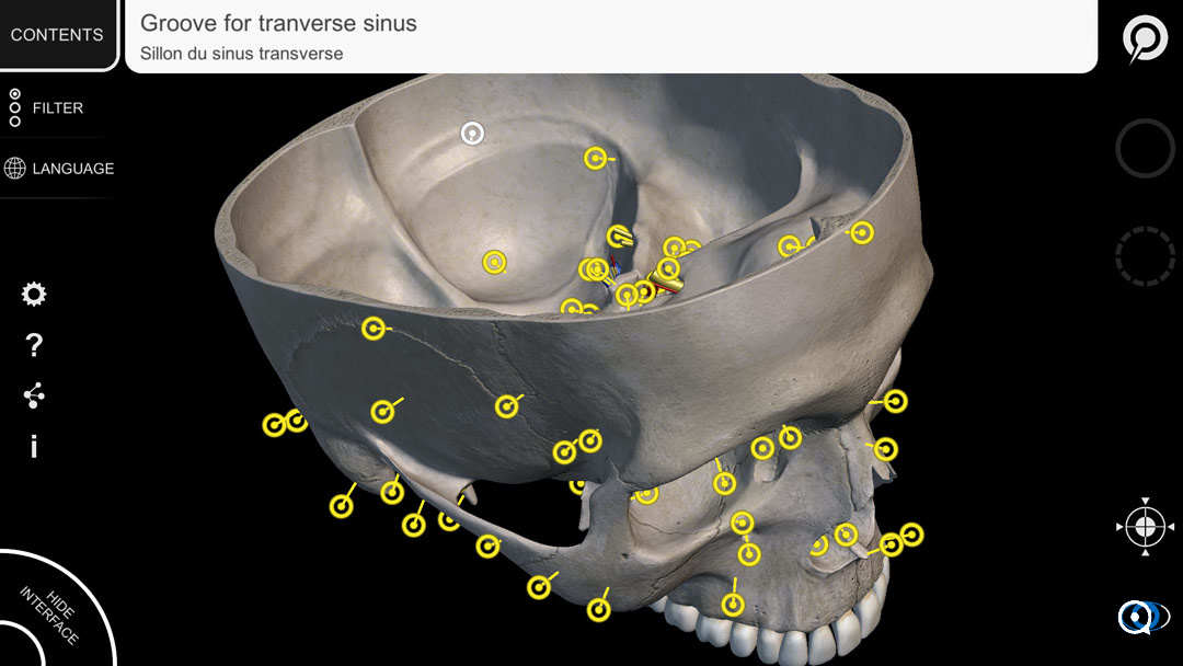 Skeletal System 3D Atlas of Anatomy Lite 1.0 : Pin Description