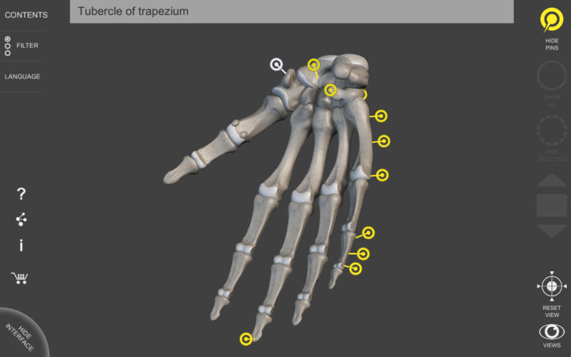 Muscular System Lite - Upper Limb - 3D Atlas of Anatomy 2.0 : Main window