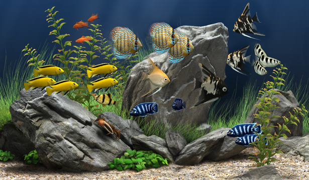 Cài đặt Dream Aquarium cho macOS miễn phí: Các tín đồ của hồ cá thủy sinh đều biết đến Dream Aquarium - phần mềm mô phỏng một hồ cá sống động trên máy tính. Và bây giờ, bạn có thể cài đặt Dream Aquarium miễn phí trên macOS của mình. Hãy xem hình ảnh để cảm nhận được sự sống động của Dream Aquarium!
