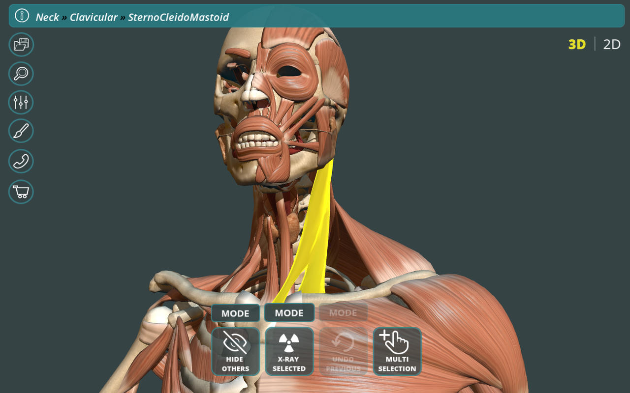 Visual Anatomy 3D | Human 1.0 : Main Window