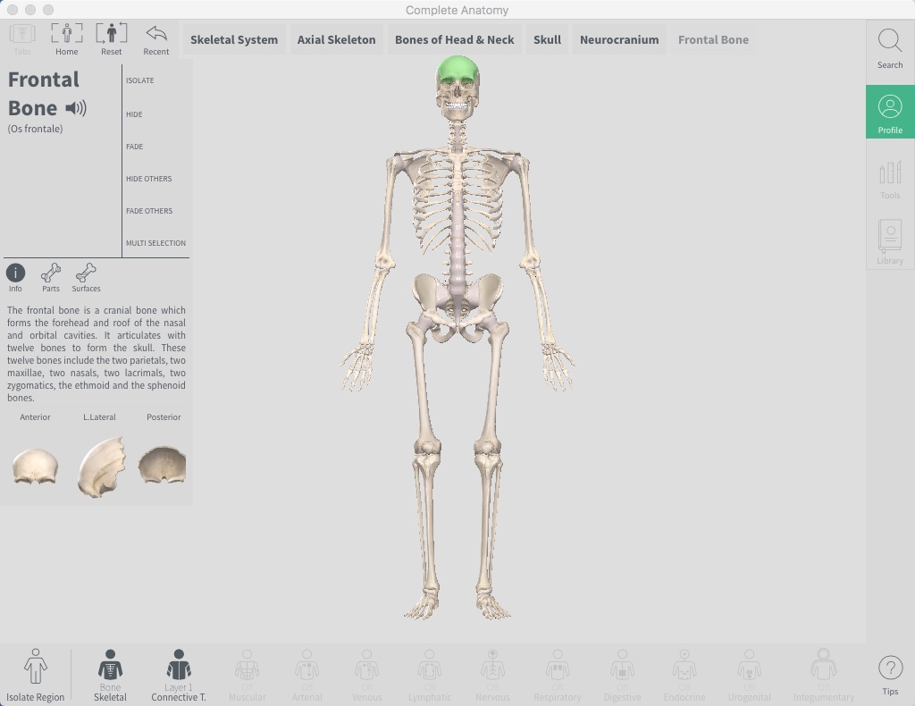 Complete Anatomy 3.2 : Checking Human Bone Info