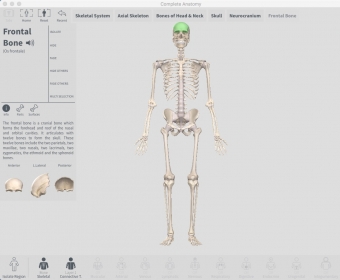 Checking Human Bone Info