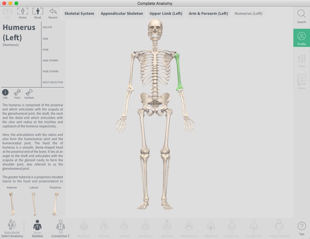 Complete Anatomy 3.3 : Checking Bone Info