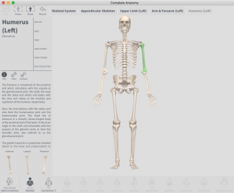 Checking Bone Info