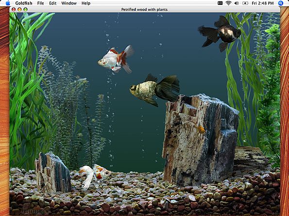 Goldfish Aquarium 2.0 : Program window