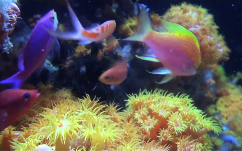 Fish Tank HD 1.1 : Fish Tank HD screenshot