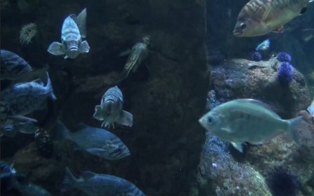 Fish Tank HD screenshot